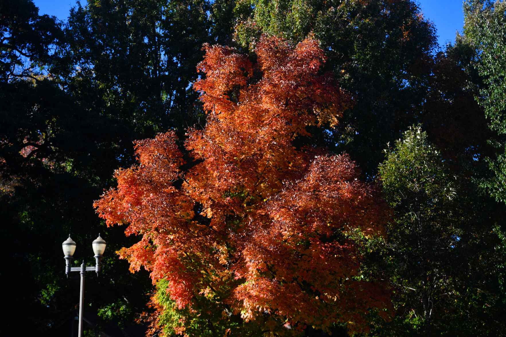 101420-qc-nws-fallcolors-004
